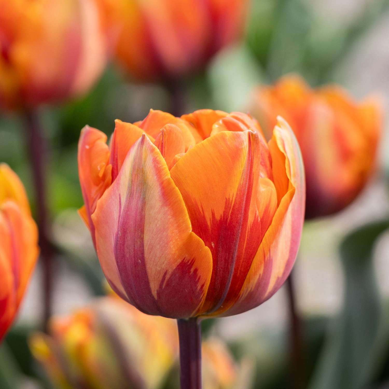 Tulppaani 'Orange Princess'